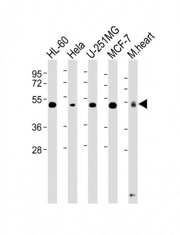 Mouse Monoclonal Antibody to RCC1