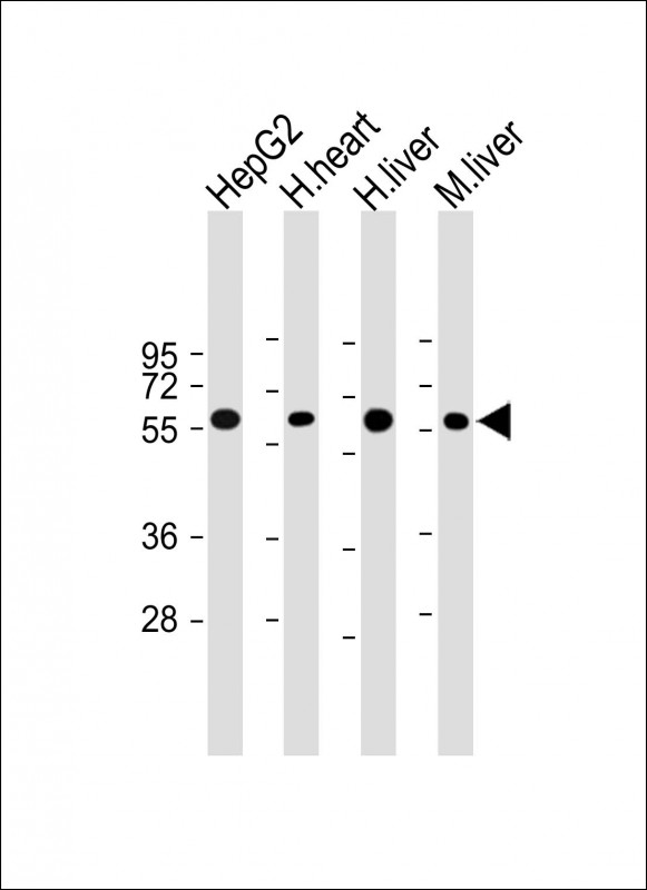 Mouse Monoclonal Antibody to Cry2