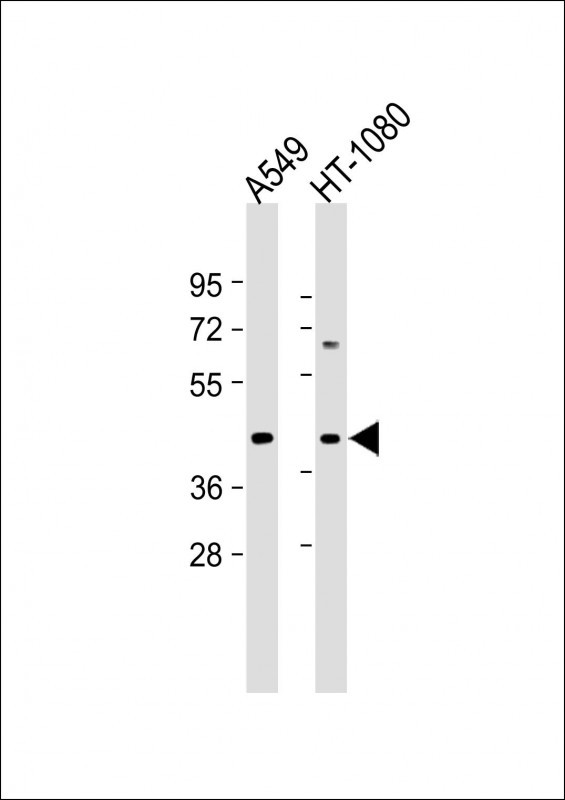 Rabbit Polyclonal Antibody to DUX4