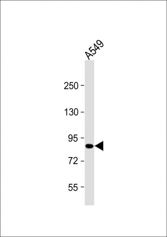 Rabbit Polyclonal Antibody to USP45