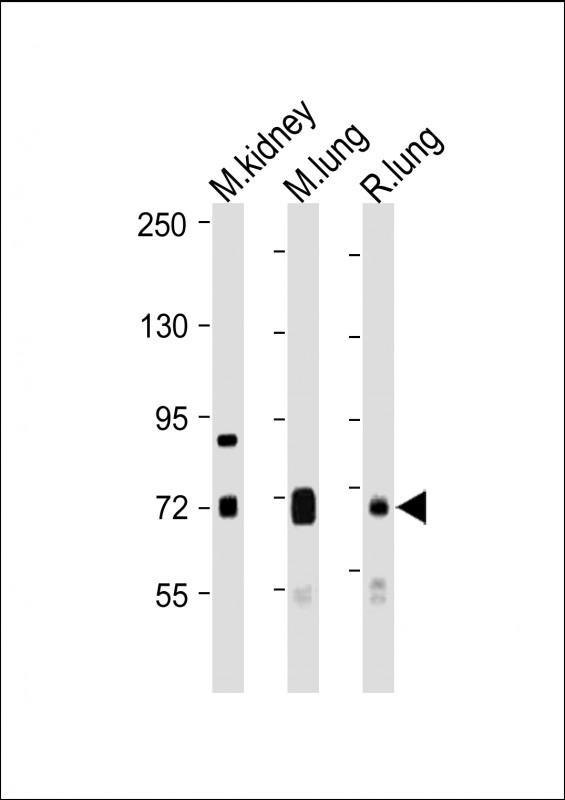 Rabbit Polyclonal Antibody to DLL4