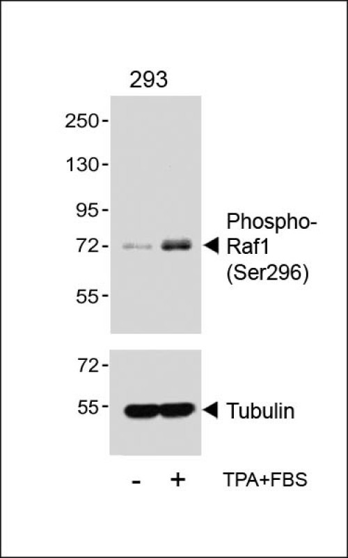 Rabbit Polyclonal Antibody to Phospho-Raf1 (Ser296)