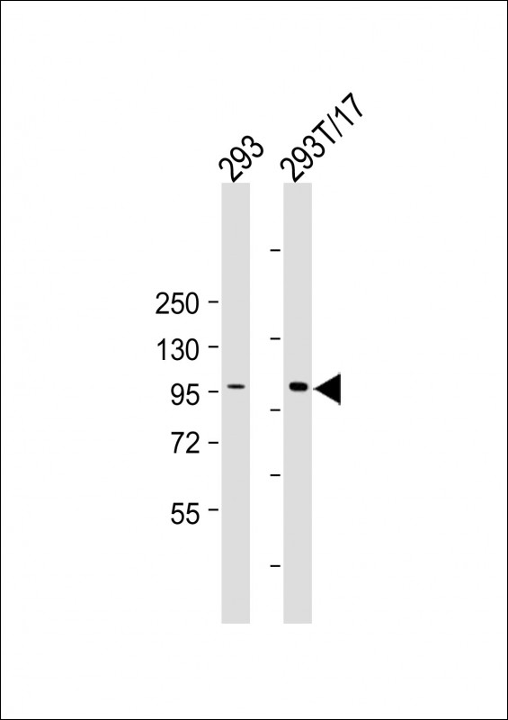 Mouse Monoclonal Antibody to HACE1