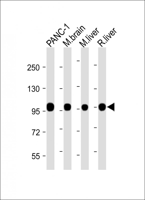 Rabbit Polyclonal Antibody to CANX