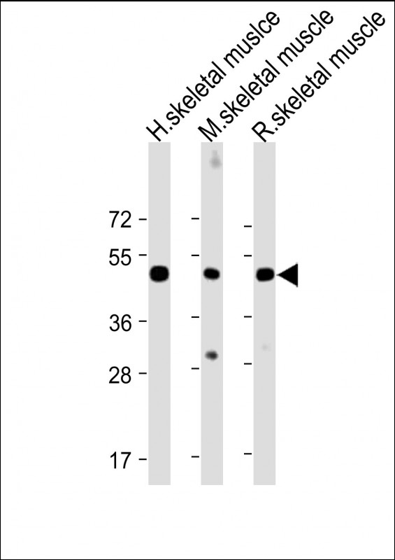 Rabbit Polyclonal Antibody to CHRNE