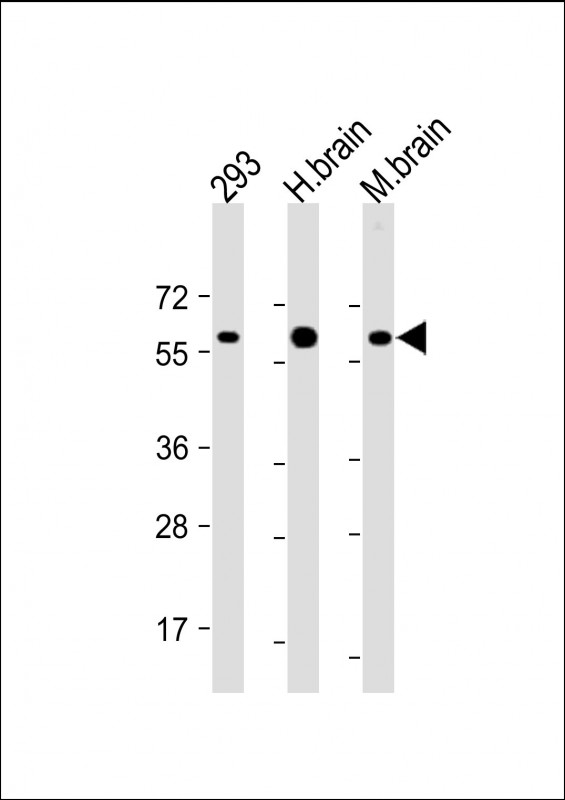 Rabbit Polyclonal Antibody to RGMB
