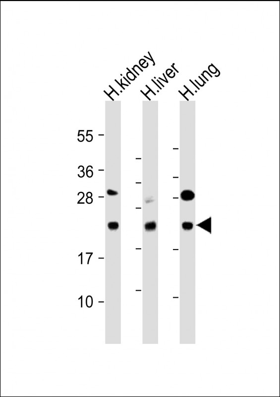 Rabbit Polyclonal Antibody to BCL2L10