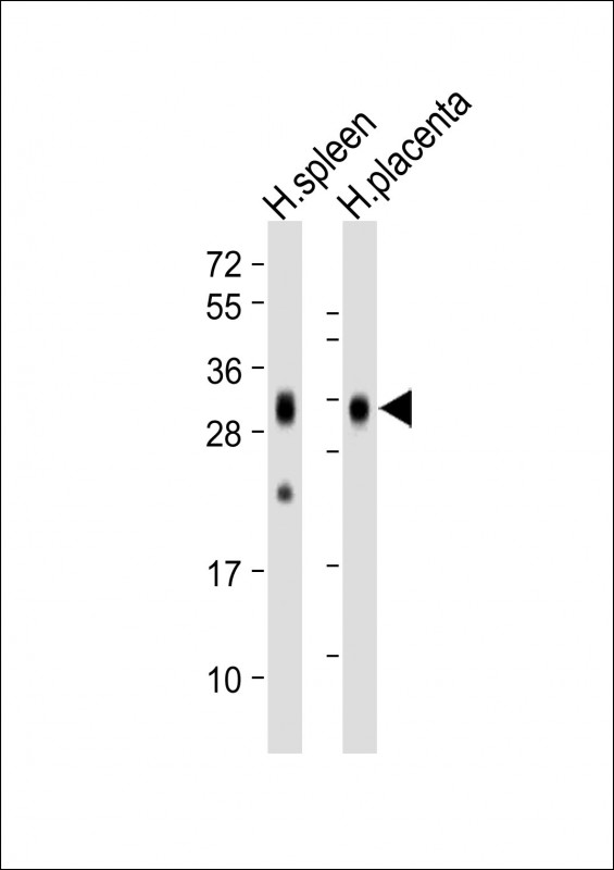 Mouse Monoclonal Antibody to FOLR2