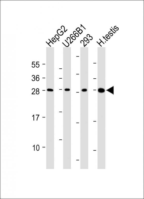 Rabbit Polyclonal Antibody to CLEC1B (N-Term)