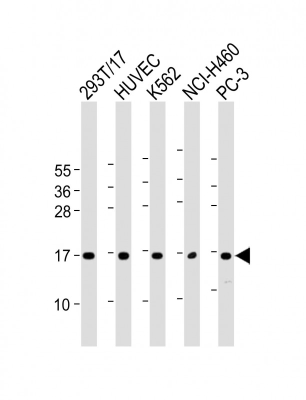 Rabbit Polyclonal Antibody to CCL26