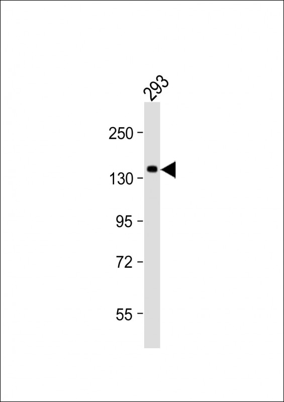 Rabbit Polyclonal Antibody to SEC24B