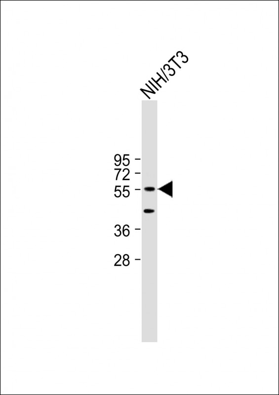 Rabbit Polyclonal Antibody to DNAJC3