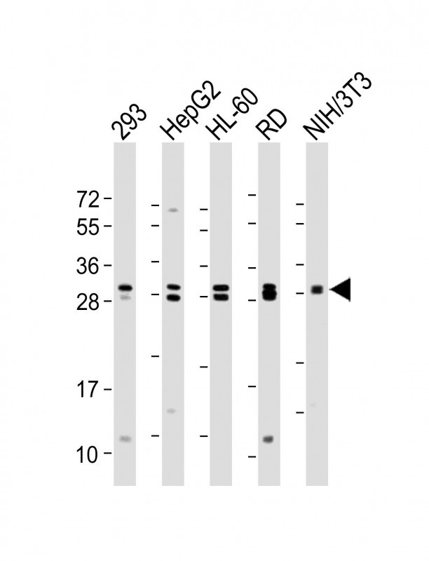 Rabbit Polyclonal Antibody to EIF4E2