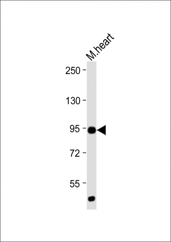 Rabbit Polyclonal Antibody to Mouse TLR2