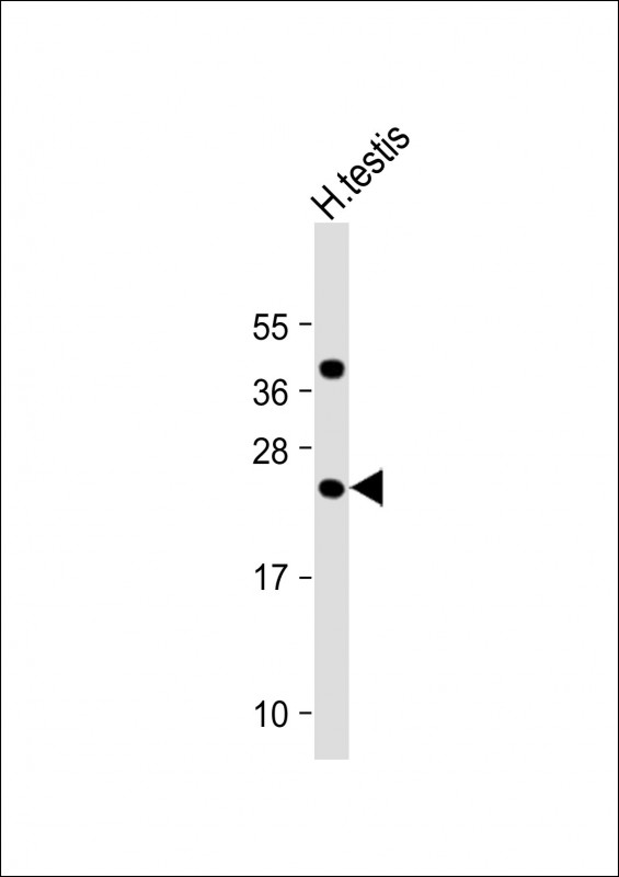 Rabbit Polyclonal Antibody to FAM3A