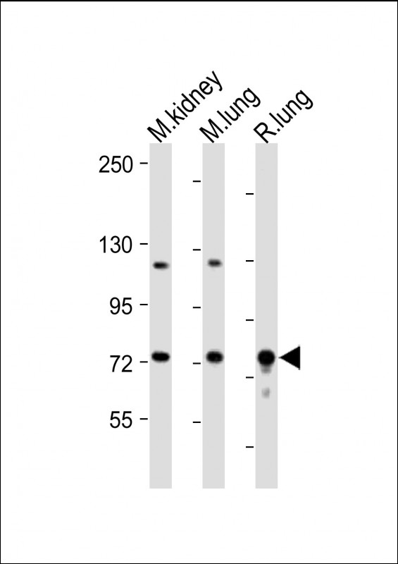 Rabbit Polyclonal Antibody to DLL4