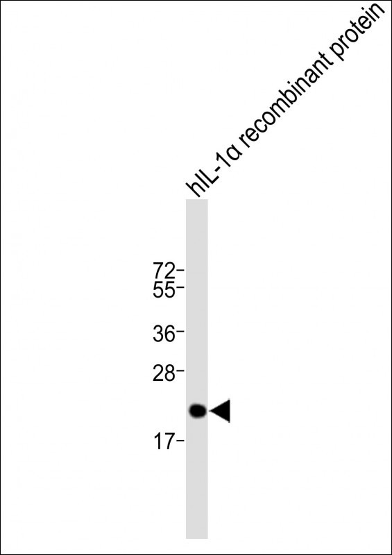 Rabbit Polyclonal Antibody to IL1A