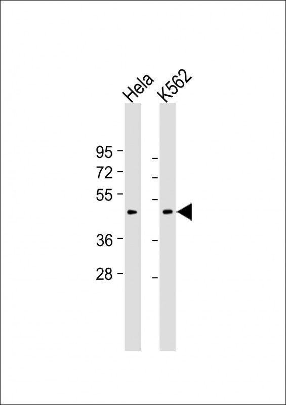 Rabbit Polyclonal Antibody to Myostatin (GDF8) (N-term)