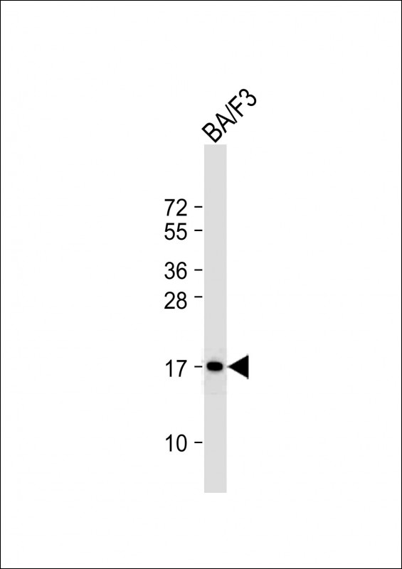 Rabbit Polyclonal Antibody to COXIV
