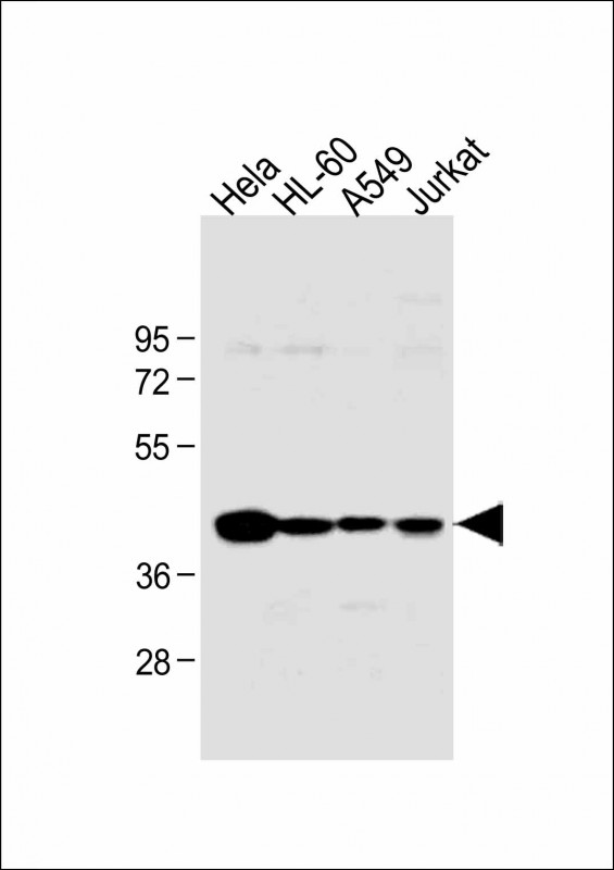 Rabbit Polyclonal Antibody to HLA-B (N-term)