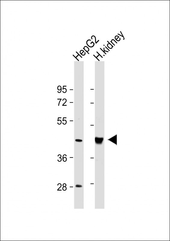 Rabbit Polyclonal Antibody to OAS1