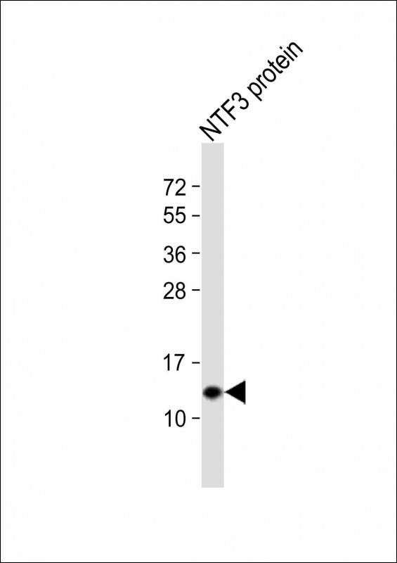 Rabbit Polyclonal Antibody to NTF3