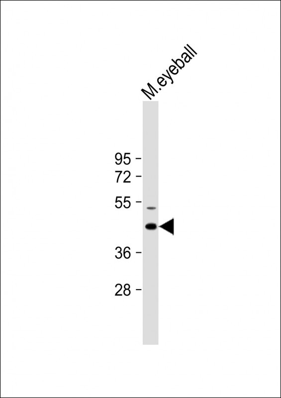 Rabbit Polyclonal Antibody to KERA