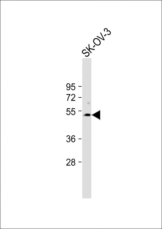 Rabbit Polyclonal Antibody to SPNS2 (N-term)