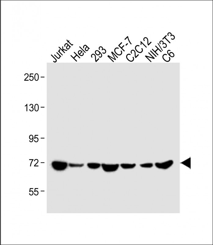 Rabbit Polyclonal Antibody to HSPA1A/HSPA1B (Y41)