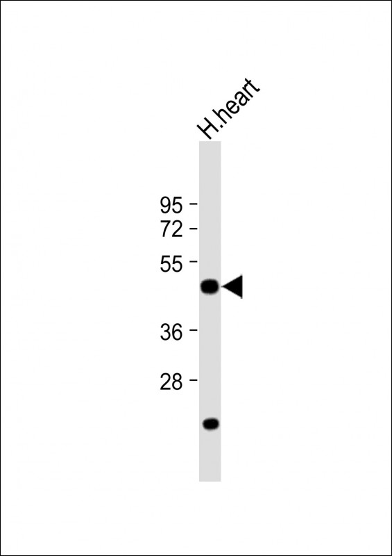 Rabbit Polyclonal Antibody to DRG1
