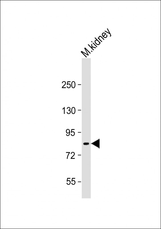 Rabbit Polyclonal Antibody to Mouse Fap(N-term)