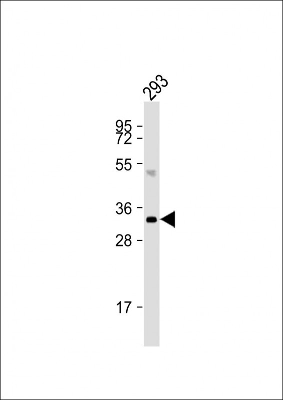 Rabbit Polyclonal Antibody to DNASE1