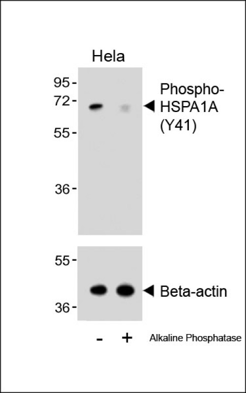 Rabbit Polyclonal Antibody to Phospho-HSPA1A/HSPA1B(Y41)