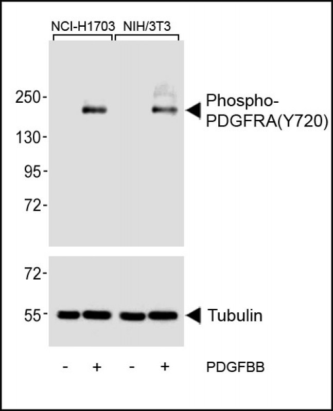 Rabbit Polyclonal Antibody to Phospho-PDGFRA (Y720)