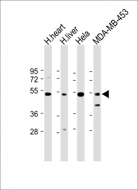Rabbit Polyclonal Antibody to FBXL2