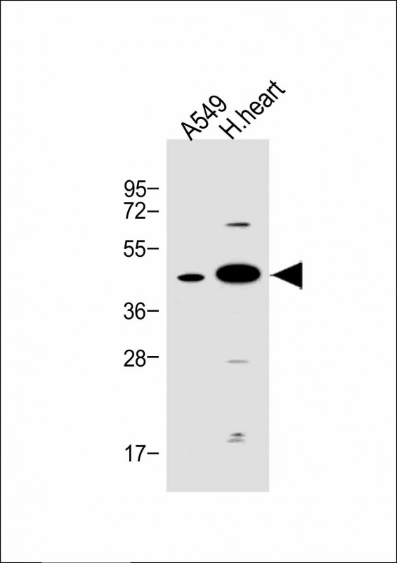Rabbit Polyclonal Antibody to FSTL1
