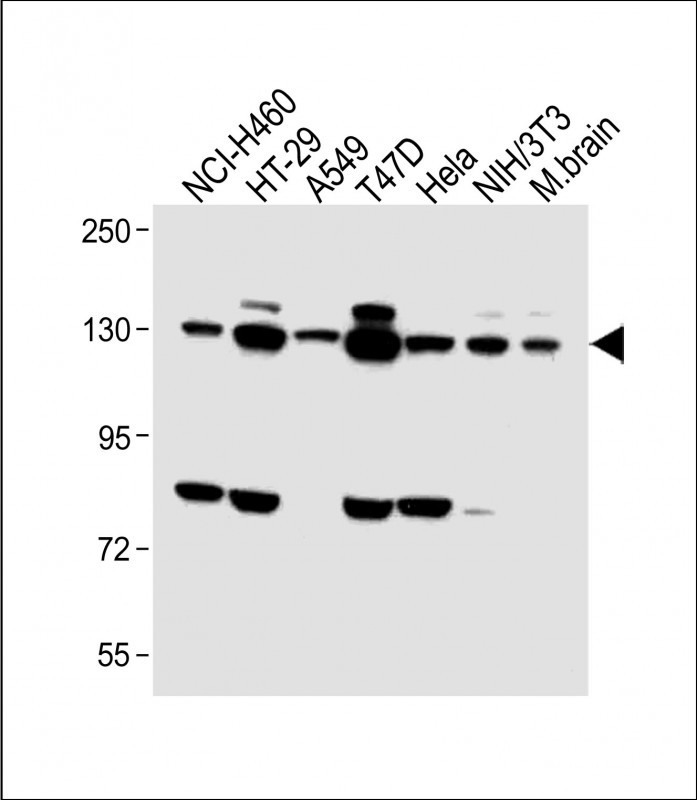 Rabbit Polyclonal Antibody to FGFR2