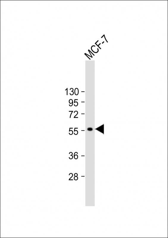 Mouse Monoclonal Antibody to CYP27B1