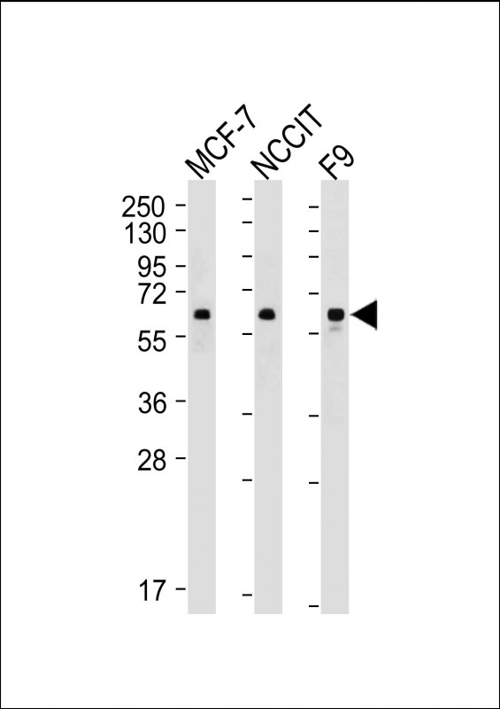 Mouse Monoclonal Antibody to KLF4