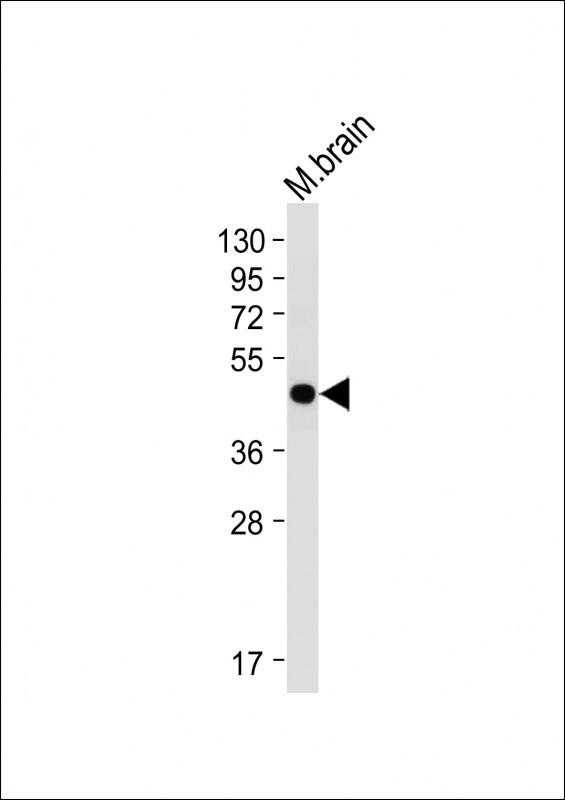 Rabbit Polyclonal Antibody to BHLH3 (N-term)