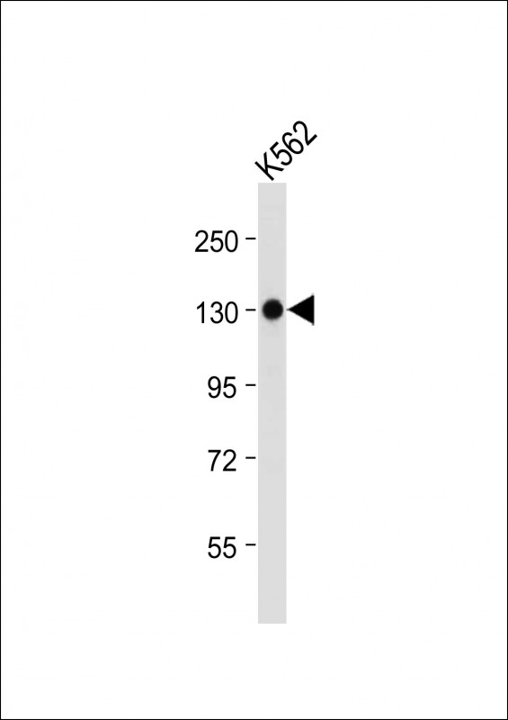 Rabbit Polyclonal Antibody to ITGA8