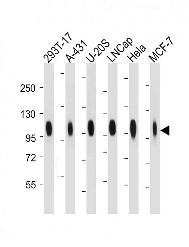 Mouse Monoclonal Antibody to CD276
