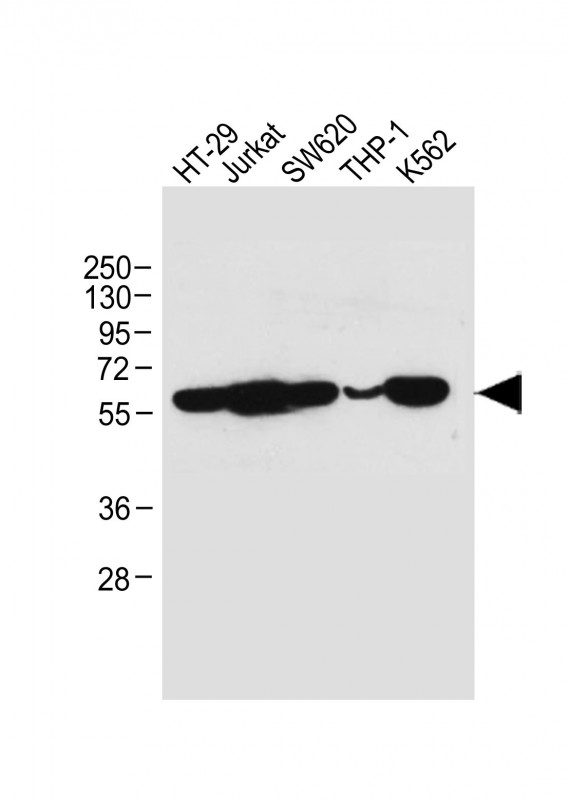 Mouse Monoclonal Antibody to RIPK3