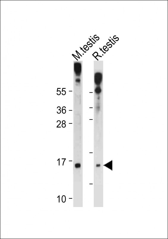 Rabbit Polyclonal Antibody to GLRX2 (C-term T135)