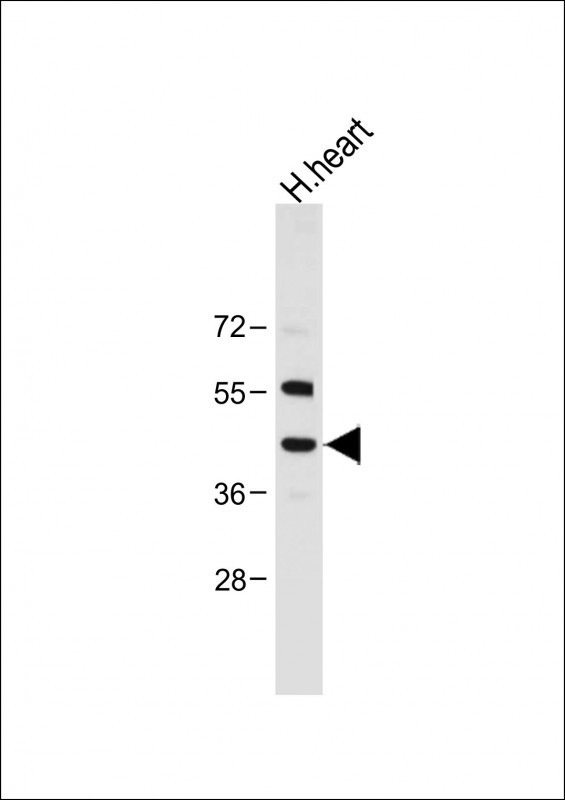Rabbit Polyclonal Antibody to NEU2 (N-term)