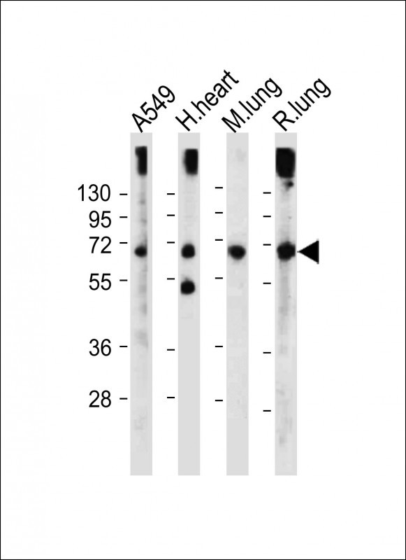 Rabbit Polyclonal Antibody to EHD2