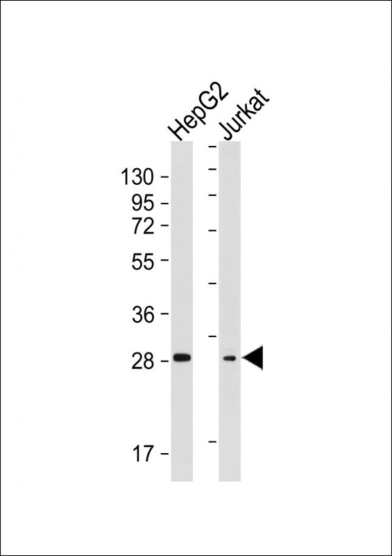 Mouse Monoclonal Antibody to RAB5B