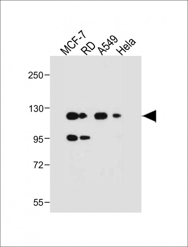Rabbit Polyclonal Antibody to NRG1-Antibody(C-term)