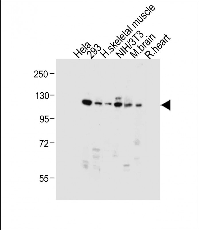 Rabbit Polyclonal Antibody to Dnmt3a