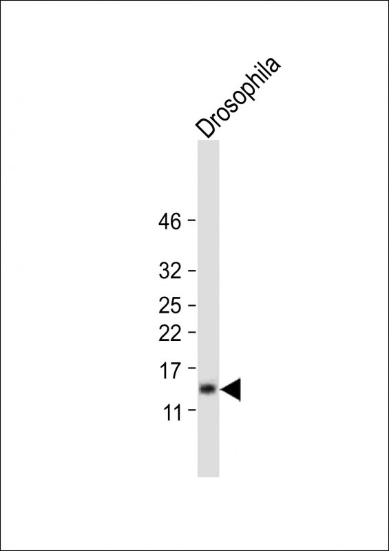 Rabbit Polyclonal Antibody to D SUMO